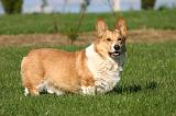 CORGI PEMBROKE 1359